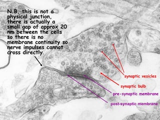 Nerve impulse synapses | PPT