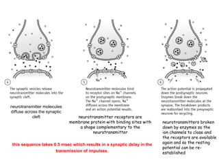 Nerve Impulse Synapse