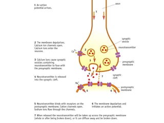Nerve Impulse Synapse