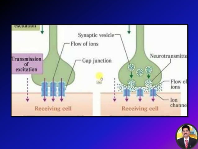 Nerve impulse transmission | PPTX | Brain and Nervous System Disorders ...