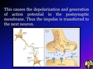 This causes the depolarization and generation
of action potential in the postsynaptic
membrane. Thus the impulse is transferred to
the next neuron.
 