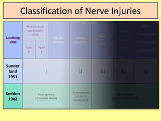 Classification of Nerve Injuries
Lundborg
1988
Physiological
conduction
block
Myelin
damage
Axonal
disruption
Axon
+
Endo
Axon
+
Endo
+
Peri
Axon
+
Endoneurium
+
Perineurium
+
Epineurium
Type
A
Type
B
Sunder
land
1951
I II III IV V
Seddon
1942
Neurapraxia
(Transient Block)
Axonotmesis
(Lesion in
Continuity)
Neurotmesis
(Division of a nerve)
 