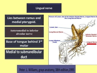 Anteromedial to inferior
alveolar nerve
 