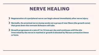 Regeneration of a peripheral nerve can begin almost immediately after nerve injury.
Normally, the proximal nerve stump sends out a group of new fibers (the growth cone)
that grow down the remnant Schwann cell tube.
Growth progresses at a rate of 1 to 1.5 mm per day and continues until the site
innervated by the nerve is reached or growth is blocked by fibrous connective tissue
or bone.
NERVE HEALING
 