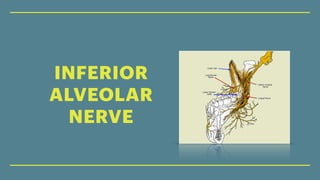 INFERIOR
ALVEOLAR
NERVE
 