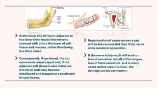 At the usual site of injury (adjacent to
the lower third molar) the nerve is
covered with only a thin layer of soft
tissue and mucosa, rather than being
in a bony canal.
Consequently, if sectioned, the cut
nerve ends retract apart and, if the
adjacent soft tissue is also distorted,
the nerve ends may become
misaligned and trapped or constricted
by scar tissue.
Regeneration of axons across a gap
will be less successful than if the nerve
ends remain in apposition.
If the nerve is injured it will lead to :
loss of sensation to half of the tongue ,
loss of taste sensation ,and in many
cases unless repair is done , the
damage can be permanent .
 