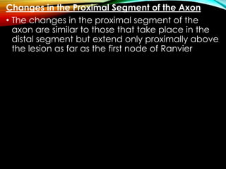 Changes in the Proximal Segment of the Axon
• The changes in the proximal segment of the
axon are similar to those that take place in the
distal segment but extend only proximally above
the lesion as far as the first node of Ranvier
 