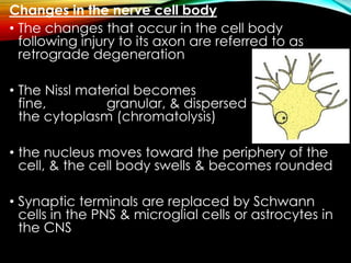 Changes in the nerve cell body
• The changes that occur in the cell body
following injury to its axon are referred to as
retrograde degeneration
• The Nissl material becomes
fine, granular, & dispersed throughout
the cytoplasm (chromatolysis)
• the nucleus moves toward the periphery of the
cell, & the cell body swells & becomes rounded
• Synaptic terminals are replaced by Schwann
cells in the PNS & microglial cells or astrocytes in
the CNS
 