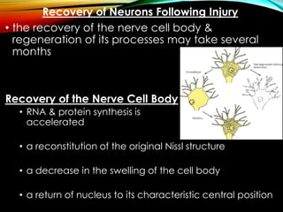 Recovery of Neurons Following Injury
• the recovery of the nerve cell body &
regeneration of its processes may take several
months
Recovery of the Nerve Cell Body
• RNA & protein synthesis is
accelerated
• a reconstitution of the original Nissl structure
• a decrease in the swelling of the cell body
• a return of nucleus to its characteristic central position
 