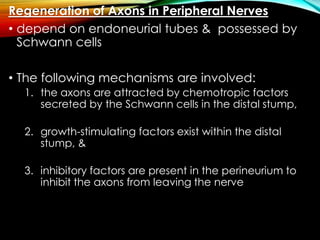 Regeneration of Axons in Peripheral Nerves
• depend on endoneurial tubes & possessed by
Schwann cells
• The following mechanisms are involved:
1. the axons are attracted by chemotropic factors
secreted by the Schwann cells in the distal stump,
2. growth-stimulating factors exist within the distal
stump, &
3. inhibitory factors are present in the perineurium to
inhibit the axons from leaving the nerve
 