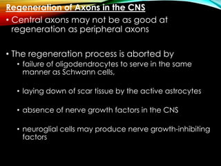 Regeneration of Axons in the CNS
• Central axons may not be as good at
regeneration as peripheral axons
• The regeneration process is aborted by
• failure of oligodendrocytes to serve in the same
manner as Schwann cells,
• laying down of scar tissue by the active astrocytes
• absence of nerve growth factors in the CNS
• neuroglial cells may produce nerve growth-inhibiting
factors
 