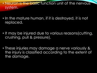 • Neuron is the basic function unit of the nervous
system.
• In the mature human, if it is destroyed, it is not
replaced.
• It may be injured due to various reasons(cutting,
crushing, pull & pressure).
• These injuries may damage a nerve variously &
the injury is classified according to the extent of
the damage.
 