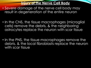 Injury of the Nerve Cell Body
• Severe damage of the nerve cell body may
result in degeneration of the entire neuron
• In the CNS, the tissue macrophages (microglial
cells) remove the debris, & the neighboring
astrocytes replace the neuron with scar tissue
• In the PNS, the tissue macrophages remove the
debris, & the local fibroblasts replace the neuron
with scar tissue
 