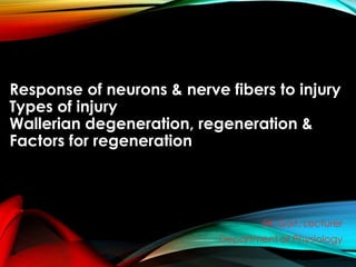 Response of neurons & nerve fibers to injury
Types of injury
Wallerian degeneration, regeneration &
Factors for regeneration
RK Goit, Lecturer
Department of Physiology
 