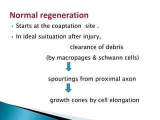  Starts at the coaptation site .
 In ideal suituation after injury,
clearance of debris
(by macropages & schwann cells)
spourtings from proximal axon
growth cones by cell elongation
 