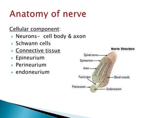 Cellular component:
 Neurons- cell body & axon
 Schwann cells
 Connective tissue
 Epineurium
 Perineurium
 endoneurium
 