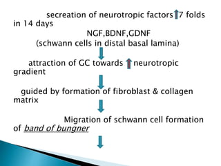 secreation of neurotropic factors 7 folds
in 14 days
NGF,BDNF,GDNF
(schwann cells in distal basal lamina)
attraction of GC towards neurotropic
gradient
guided by formation of fibroblast & collagen
matrix
Migration of schwann cell formation
of band of bungner
 