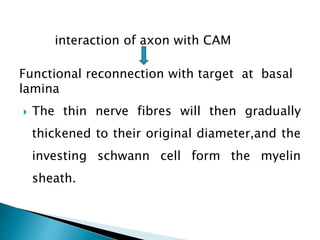 interaction of axon with CAM
Functional reconnection with target at basal
lamina
 The thin nerve fibres will then gradually
thickened to their original diameter,and the
investing schwann cell form the myelin
sheath.
 