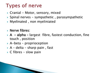  Cranial - Motor, sensory, mixed
 Spinal nerves – sympathetic , parasympathetic
 Myelinated , non myeliniated
 Nerve fibres:
 A - alpha – largest fibre, fastest conduction, fine
touch , position
 A-beta – proprioception
 A – delta – sharp pain , fast
 C fibres – slow pain
 