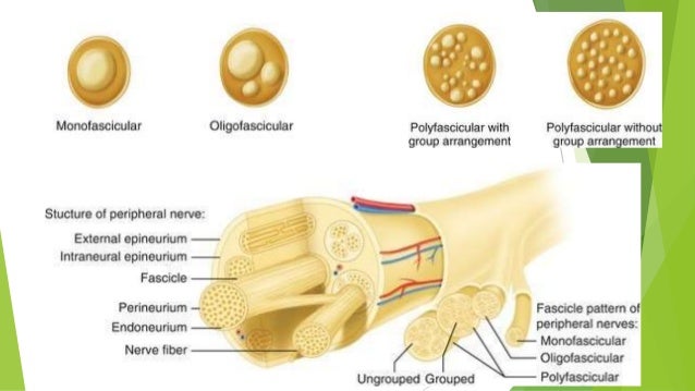 free nerve endings and encapsulated free nerve endings and encapsulated