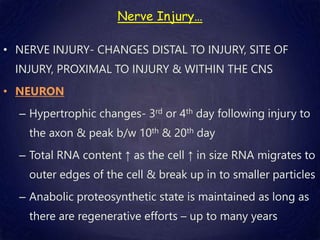 Nerve Injury…
• NERVE INJURY- CHANGES DISTAL TO INJURY, SITE OF
INJURY, PROXIMAL TO INJURY & WITHIN THE CNS
• NEURON
– Hypertrophic changes- 3rd or 4th day following injury to
the axon & peak b/w 10th & 20th day
– Total RNA content ↑ as the cell ↑ in size RNA migrates to
outer edges of the cell & break up in to smaller particles
– Anabolic proteosynthetic state is maintained as long as
there are regenerative efforts – up to many years
 