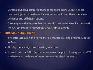 – Chromatolytic hypertrophic changes are more pronounced in more
proximal injuries. sometimes the neuron cannot meet these metabolic
demands and cell death occurs.
– After regeneration is complete and conduction maturation has occurred,
the neuron return to normal size and electrical activity
• PROXIMAL NERVE TRUNK
– 1 hr after laceration of a nerve there is marked swelling proximally as far
as 1cm
– 7th day there is vigorous sprouting of axons
– It is not until the 28th day that axons cross the point of injury and at 42nd
day before a sizable no. of axons occupy the distal segment .
 