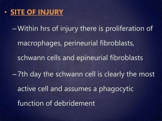 • SITE OF INJURY
–Within hrs of injury there is proliferation of
macrophages, perineurial fibroblasts,
schwann cells and epineurial fibroblasts
–7th day the schwann cell is clearly the most
active cell and assumes a phagocytic
function of debridement
 