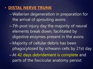 • DISTAL NERVE TRUNK
–Wallerian degeneration in preparation for
the arrival of sprouting axons
–7th post injury day the majority of neural
elements break down, facilitated by
digestive enzymes present in the axons
–Majority of cellular debris has been
phagocytosed by schwann cells by 21st day
–At 42 days debridement is complete and
parts of the fascicular anatomy persist
 