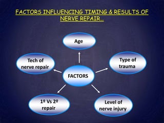 FACTORS INFLUENCING TIMING & RESULTS OF
NERVE REPAIR…
FACTORS
1º Vs 2º
repair
Tech of
nerve repair
Age
Type of
trauma
Level of
nerve injury
 