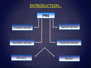 INTRODUCTION…
PNS
Cranial nerves Spinal nerves
Somatic nerves Visceral nerves
Sensory Motor
 