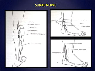 SURAL NERVE
 