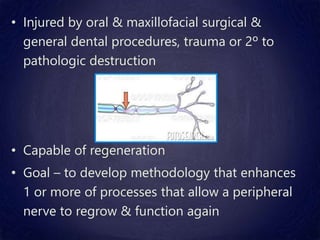 • Injured by oral & maxillofacial surgical &
general dental procedures, trauma or 2º to
pathologic destruction
• Capable of regeneration
• Goal – to develop methodology that enhances
1 or more of processes that allow a peripheral
nerve to regrow & function again
 