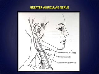 GREATER AURICULAR NERVE
 