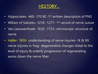 HISTORY…
• Hippocrates- 460- 370 BC-1st written description of PNS
• Wlliam of Saliceto- 1210- 1277- 1st record of nerve suture
• Van Leeuwenhoek- 1632- 1723- microscopic structure of
nerve
• Haller- 1850- understanding of nerve injuries- IX & XII
nerve injuries in frog- degenerative changes distal to the
level of injury & orderly progression of regenerating
axons down the nerve fiber
 