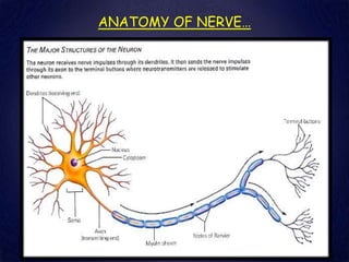 ANATOMY OF NERVE…
 
