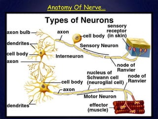 Anatomy Of Nerve…
 