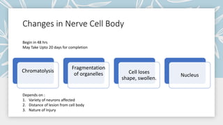 Nerve Injury Degeneration Regeneration.pptx