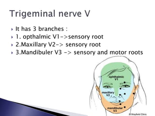  It has 3 branches :
 1. opthalmic V1->sensory root
 2.Maxillary V2-> sensory root
 3.Mandibuler V3 -> sensory and motor roots
 