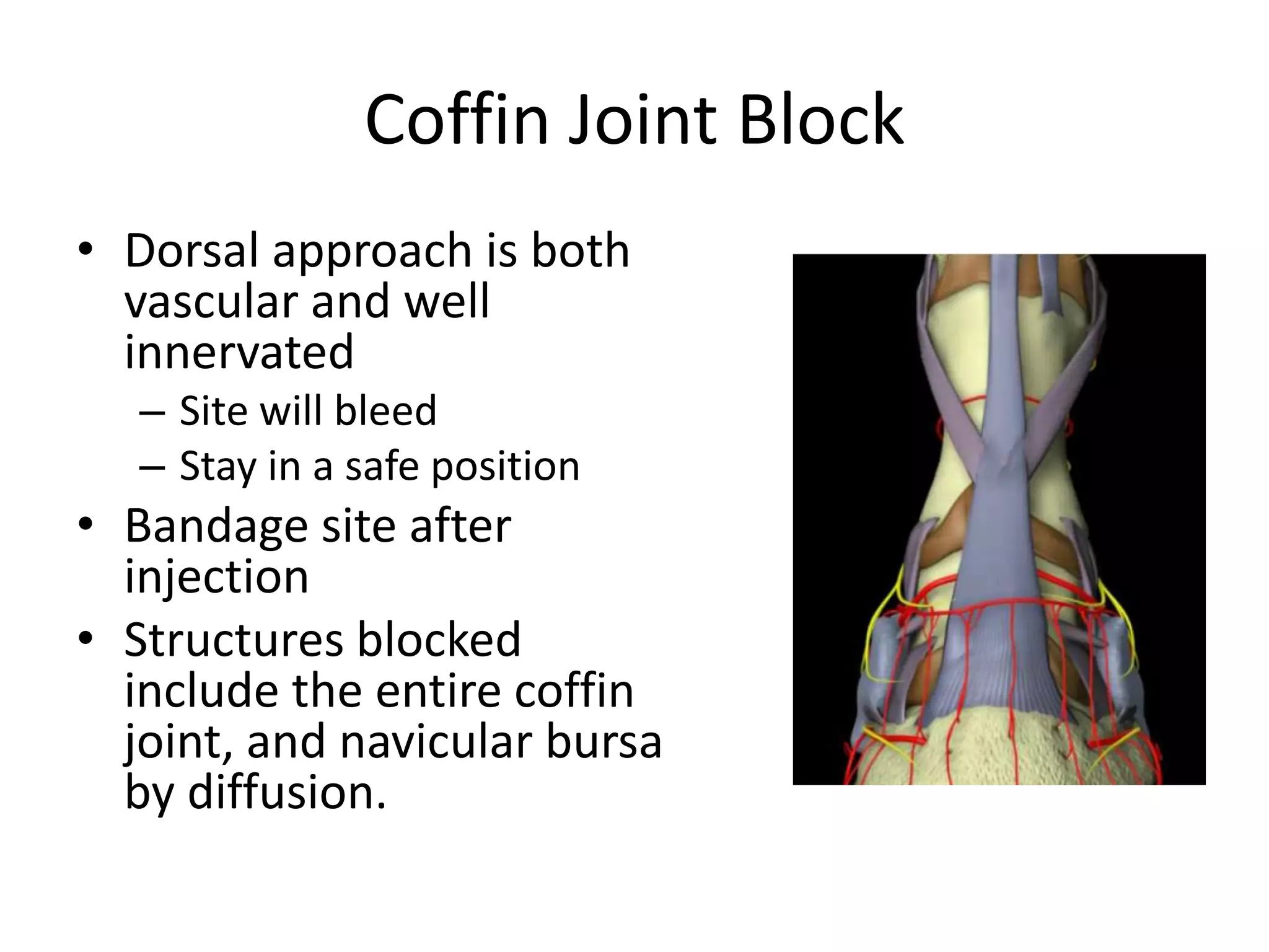 Coffin Joint Block
• Dorsal approach is both
vascular and well
innervated
– Site will bleed
– Stay in a safe position
• Bandage site after
injection
• Structures blocked
include the entire coffin
joint, and navicular bursa
by diffusion.
 