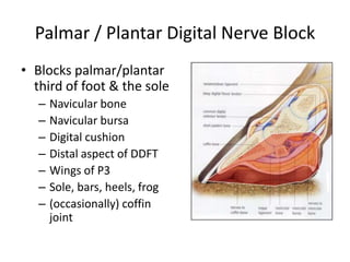 Palmar / Plantar Digital Nerve Block
• Blocks palmar/plantar
third of foot & the sole
– Navicular bone
– Navicular bursa
–...