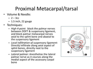 Proximal Metacarpal/tarsal
• Volume & Needle:
– 2 – 3cc
– 1.5 inch, 22 gauge
• Techniques:
– High 4-point: block the palma...