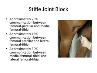 Stifle Joint Block
• Approximately 25%
communication between
femoral-patellar and medial
femoral-tibial
• Approximately 15...