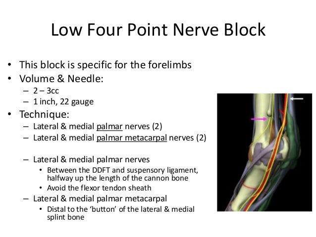 Equine Nerve & Joint Blocks plantar aspect of foot diagram 