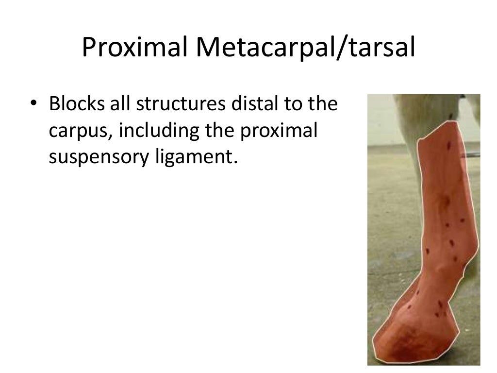 Equine Nerve & Joint Blocks