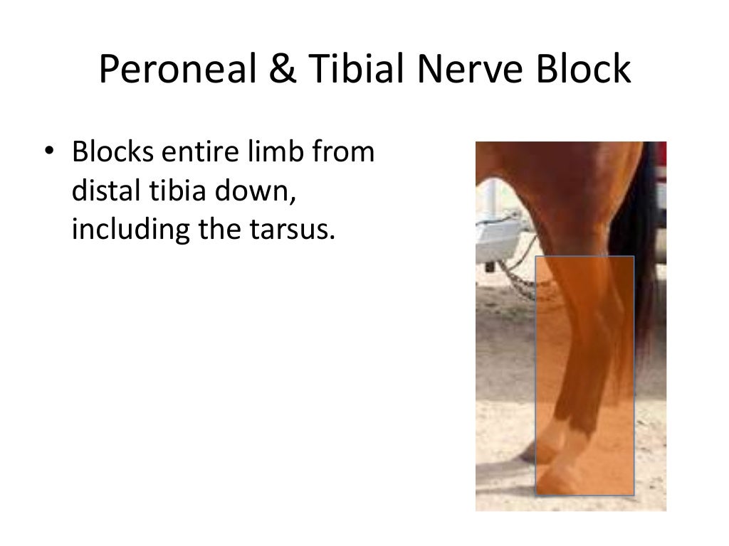 Equine Nerve & Joint Blocks