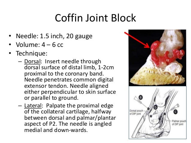 Equine Nerve & Joint Blocks