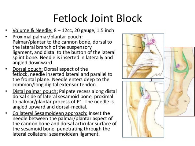 Equine Nerve & Joint Blocks