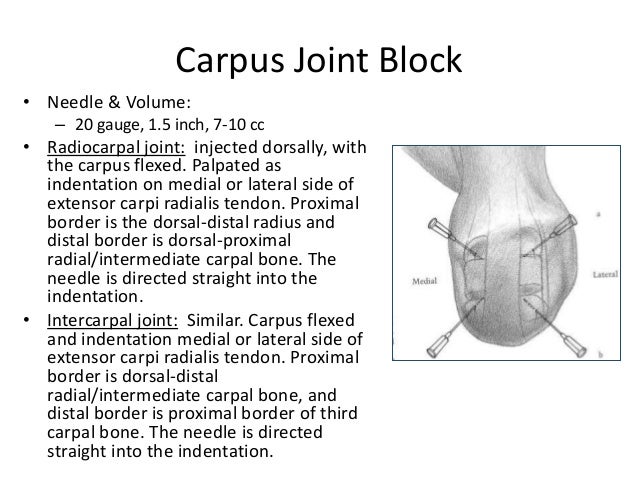 Equine Nerve & Joint Blocks