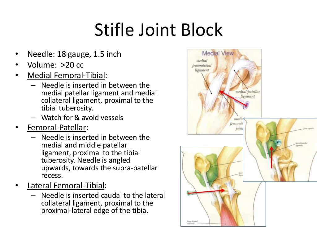 Equine Nerve & Joint Blocks