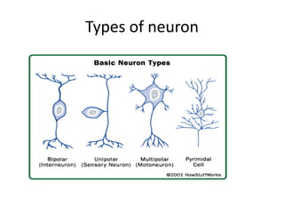 Types of neuron
 